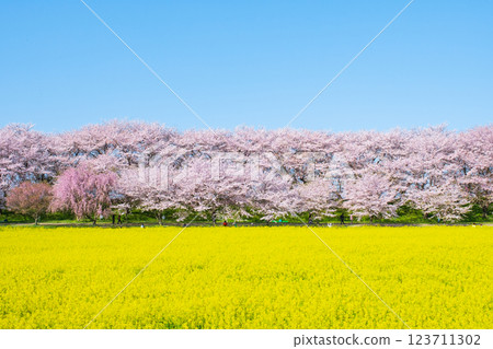 Gyodo Shrine 123711302