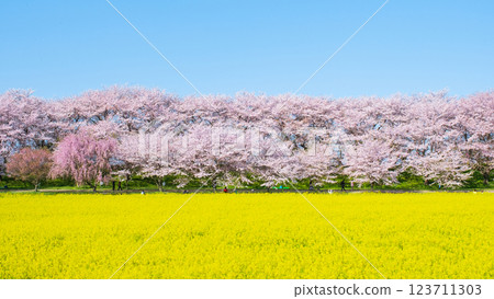 Gyodo Shrine 123711303