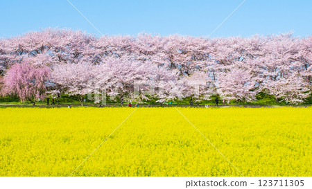 Gyodo Shrine 123711305