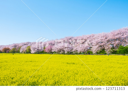 Gyodo Shrine Gyodo Shrine 123711313
