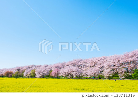 Gyodo神社 Gyodo神社 123711319