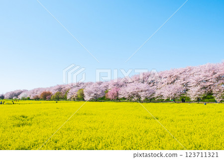 Gyodo神社 Gyodo神社 123711321