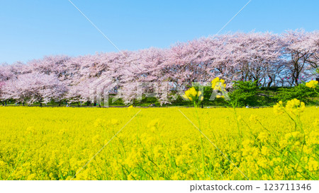 Gyodo神社 Gyodo神社 123711346