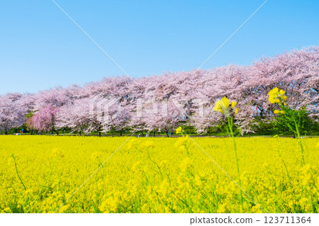 Gyodo Shrine 123711364