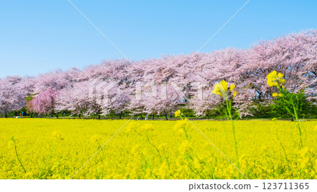 Gyodo Shrine 123711365