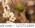 White-eye 123711409