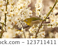 White-eye 123711411