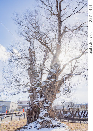 Fukushima: Large zelkova tree at the Tanagura Castle ruins 123711491