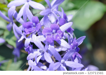 Sandpaper vine, Purple wreath or Queens wreath or purple flower 123711581