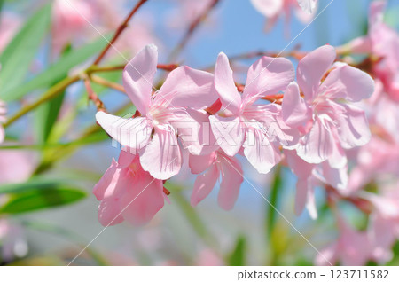 Oleander, Rose Bay or Sweet Oleander or apocynaceae or Nerium oleander L or pink flower Oleander, Rose Bay or Sweet Oleander or apocynaceae or Nerium oleander L or pink flower 123711582