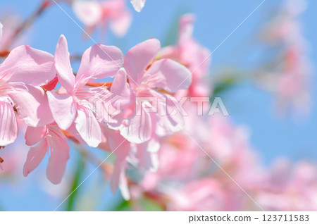 Oleander, Rose Bay or Sweet Oleander or apocynaceae or Nerium oleander L or pink flower Oleander, Rose Bay or Sweet Oleander or apocynaceae or Nerium oleander L or pink flower 123711583