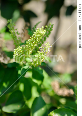 basil or holy basil ,  Sacred basil or Ocimum tenuiflorum L or  Ocimum sanctum L or LAMIACEAE plant and flower 123711584