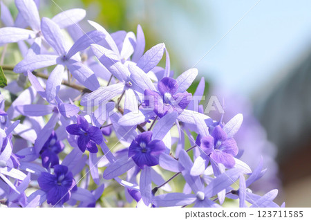 Sandpaper vine, Purple wreath or Queens wreath or purple flower 123711585