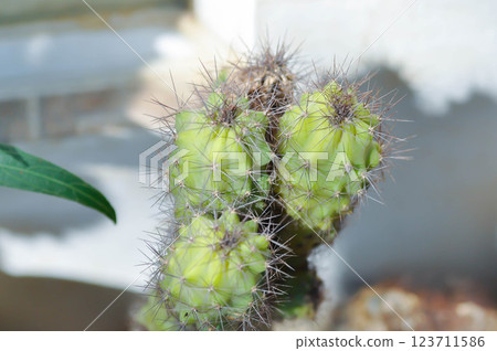 cactus , ERIOCEREUS Harrisia jusbertii or cactus or Fairytale castle or Cereus peruvianus or mammillaria cactus , ERIOCEREUS Harrisia jusbertii or cactus or Fairytale castle or Cereus peruvianus or mammillaria 123711586