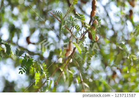Tamarindus indica L, Indian date or Tamarind or FABACEAE or Tamarind tree and Tamarind seed Tamarindus indica L, Indian date or Tamarind or FABACEAE or Tamarind tree and Tamarind seed 123711587