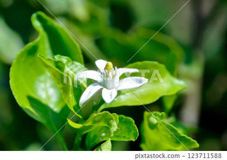lemon tree with flower or lime tree with flower lemon tree with flower or lime tree with flower 123711588