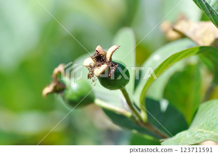 guava tree, MYRTACEAE or Psidium guajava Linn with guava seed 123711591