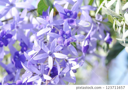 Sandpaper vine, Purple wreath or Queens wreath or purple flower 123711657