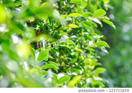 banyan tree or Ficus annulata or ficus bengalensis or leaves 123711659