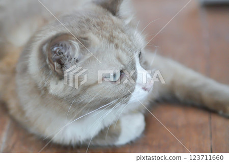 cat or grey cat or brown cat , Felis catus or Felis catus domestica cat or grey cat or brown cat , Felis catus or Felis catus domestica 123711660