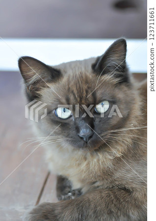 cat or grey cat or brown cat , Felis catus or Felis catus domestica cat or grey cat or brown cat , Felis catus or Felis catus domestica 123711661