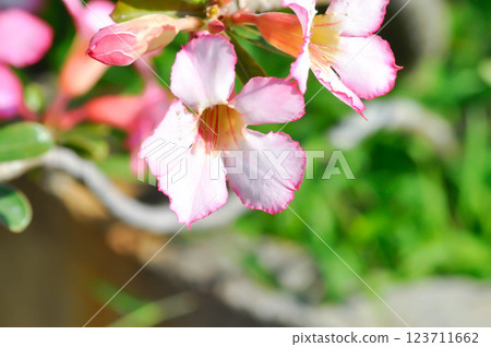 Desert rose, APOCYACEAE or Adenium obesum or Mock Azalea or Pinkbignonia or Impala lily or white and pink flower Desert rose, APOCYACEAE or Adenium obesum or Mock Azalea or Pinkbignonia or Impala lily or white and pink flower 123711662