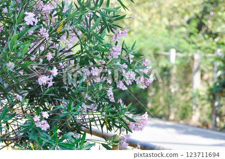 Oleander, Rose Bay or Sweet Oleander or apocynaceae or Nerium oleander L or pink flower 123711694