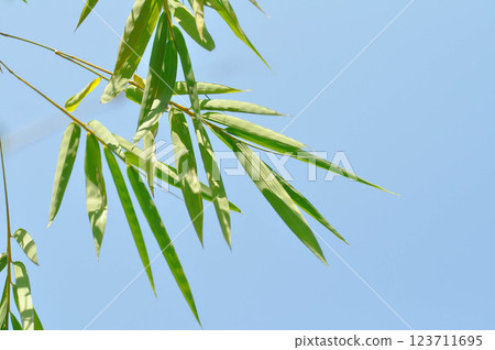 Bamboo, GRAMINEAE or POACEAE or Bambusa arundinacea Willd or Thorn Bamboo or Spiny Bamboo or Bambusa vulgaris schrad or Feathery Bamboo or Dendrocalamus strictus Nees and sky Bamboo, GRAMINEAE or POACEAE or Bambusa arundinacea Willd or Thorn Bamboo or Spiny Bamboo or Bambusa vulgaris schrad or Feathery Bamboo or Dendrocalamus strictus Nees and sky 123711695