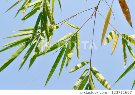 Bamboo, GRAMINEAE or POACEAE or Bambusa arundinacea Willd or Thorn Bamboo or Spiny Bamboo or Bambusa vulgaris schrad or Feathery Bamboo or Dendrocalamus strictus Nees and sky Bamboo, GRAMINEAE or POACEAE or Bambusa arundinacea Willd or Thorn Bamboo or Spiny Bamboo or Bambusa vulgaris schrad or Feathery Bamboo or Dendrocalamus strictus Nees and sky 123711697