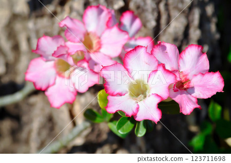 Desert rose, APOCYACEAE or Adenium obesum or Mock Azalea or Pinkbignonia or Impala lily or white and pink flower Desert rose, APOCYACEAE or Adenium obesum or Mock Azalea or Pinkbignonia or Impala lily or white and pink flower 123711698