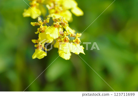 yellow oncidium orchid or yellow orchid flower ,orchid or yellow flower yellow oncidium orchid or yellow orchid flower ,orchid or yellow flower 123711699