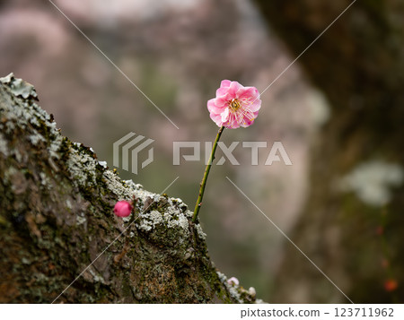 冬季開始綻放的美麗紅梅花 [Renkyu] 123711962