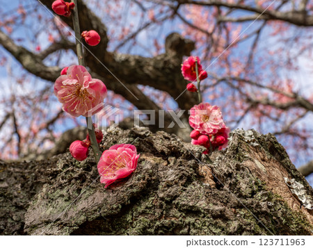 Beautiful red plum blossoms starting to bloom in winter [Renkyu] 123711963