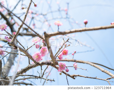 Red plum flowers that have begun to bloom 123711964