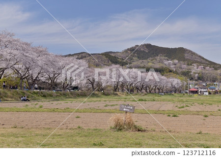 春光明媚,日高市巾著田,白雲隨風飄揚,遠處是盛開的櫻花樹和日和田山。 春光明媚,日高市巾著田,白雲隨風飄揚,遠處是盛開的櫻花樹和日和田山。 123712116