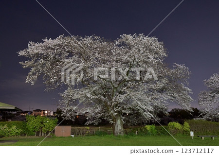 The cherry blossoms at the Amigo Cultural Creation Atelier in Iruma City are in full bloom under a clear night sky. The cherry blossoms at the Amigo Cultural Creation Atelier in Iruma City are in full bloom under a clear night sky. 123712117