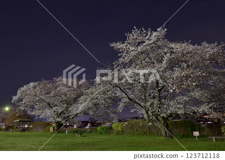 On a calm spring night, the cherry blossoms at the Iruma City Cultural Creation Atelier Amigo spread across the night sky. 123712118