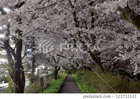 Visit the Iruma Riverside cherry blossom avenue at night when the cherry blossoms are in full bloom Visit the Iruma Riverside cherry blossom avenue at night when the cherry blossoms are in full bloom 123712121