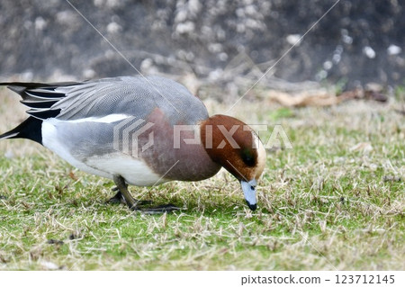 Hydrigamous male 123712145