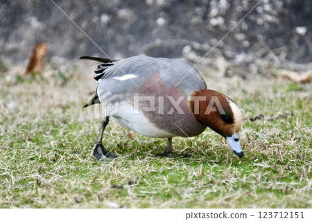 Hydrigamous male Hydrigamous male 123712151