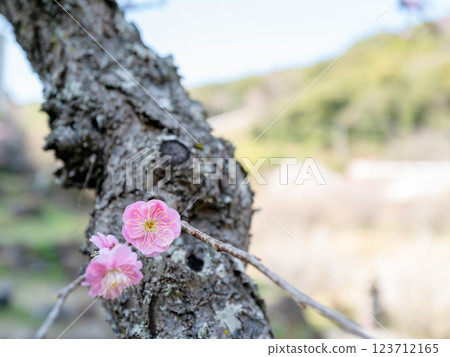 Red plum blossoms on a tree 123712165