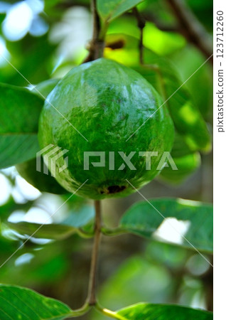 番石榴果實 番石榴果實 123712260