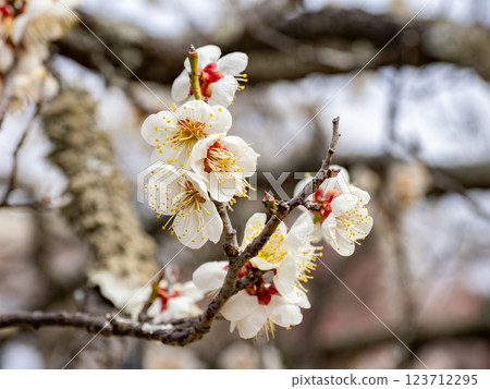 冬天開始綻放的美麗白梅【雪月花】 123712295