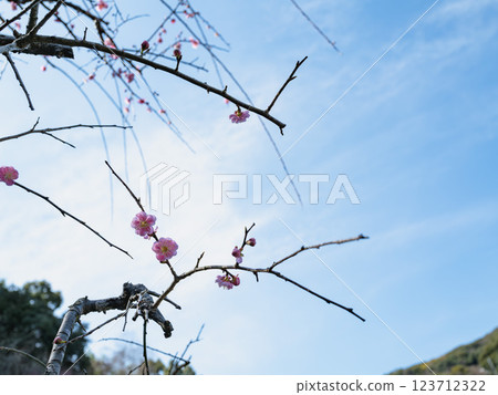 Red plum blossoms shining against the blue sky 123712322