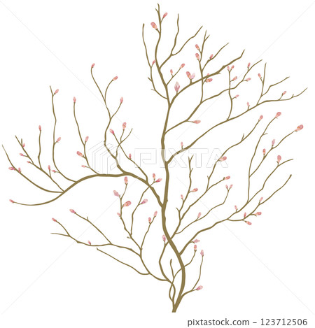 帶花蕾的櫻桃樹 帶花蕾的櫻桃樹 123712506