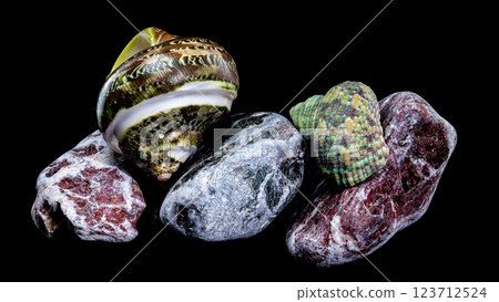 Green Jade Banded Turbo Shell on Stones black background 123712524