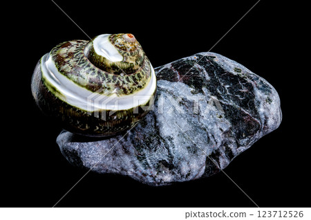 Green Jade Banded Turbo Shell on Stones black background 123712526
