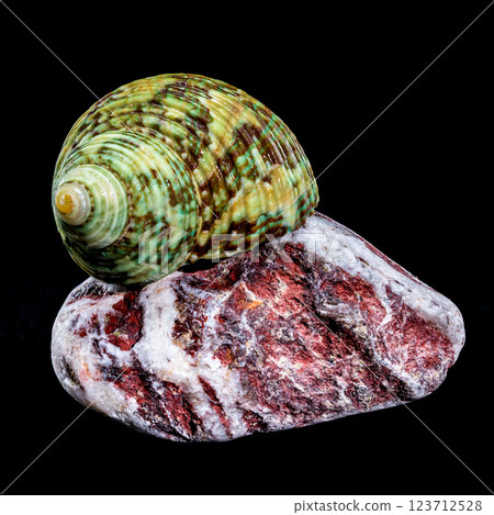 Green Jade Banded Turbo Shell on Stones black background Green Jade Banded Turbo Shell on Stones black background 123712528