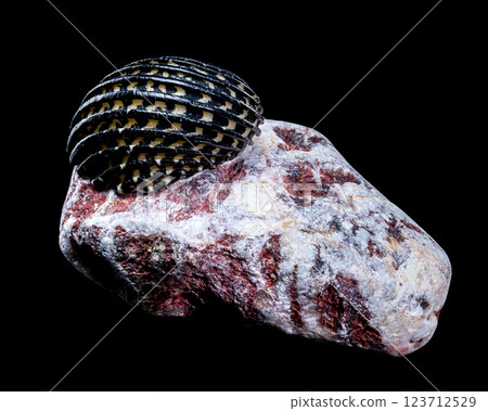 Striped Neritodryas cornea shell on polished stone Striped Neritodryas cornea shell on polished stone 123712529