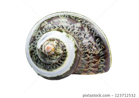 Green Jade Banded Turbo Shell isolated on white background Green Jade Banded Turbo Shell isolated on white background 123712532
